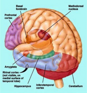 Letak Amygdala, Serebelum, Kortek Inferotemporal, dan Korteks Prefrontal