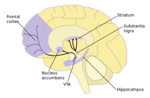 Letak Striatum