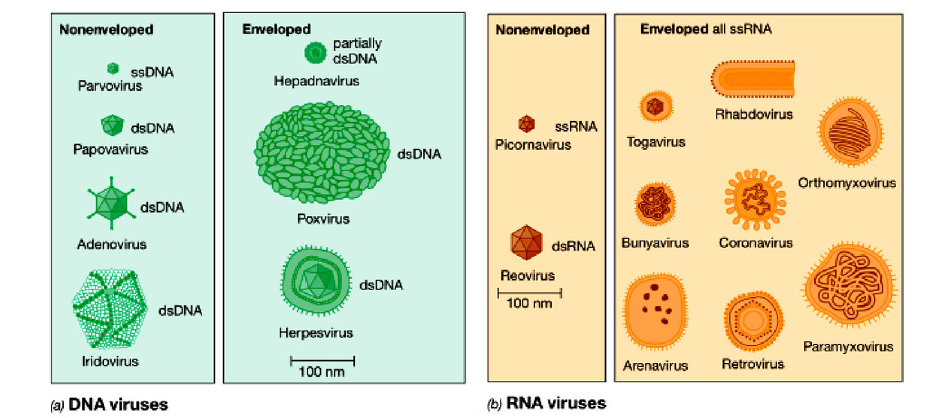 Apa yang dimaksud dengan Virus? - Biologi - Dictio Community