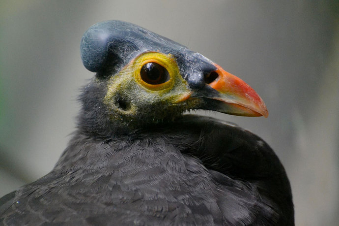 Burung Maleo