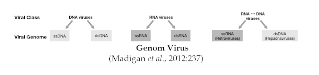 Apa yang dimaksud dengan Virus? - Biologi - Dictio Community