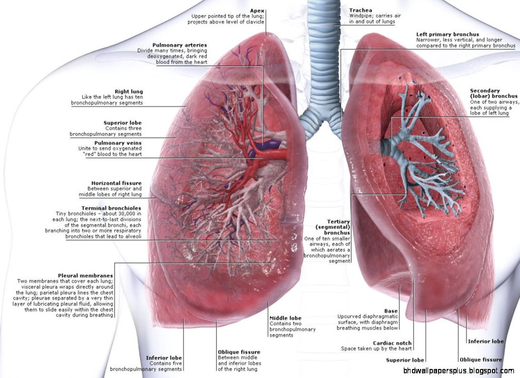 Bagaimana Anatomi Paru Paru Manusia Ilmu Kedokteran Dictio Community