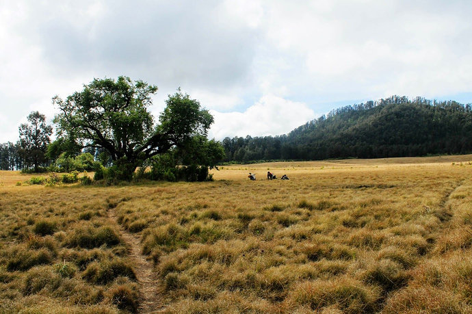 Padang Savana di Indonesia