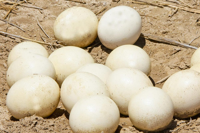 telur burung unta