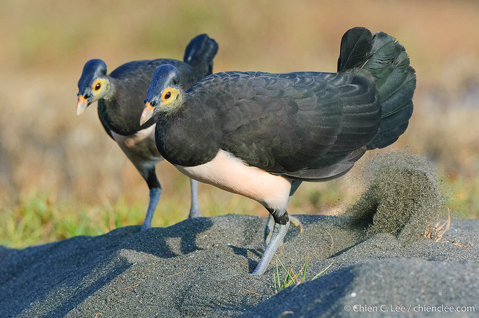 Burung Maleo