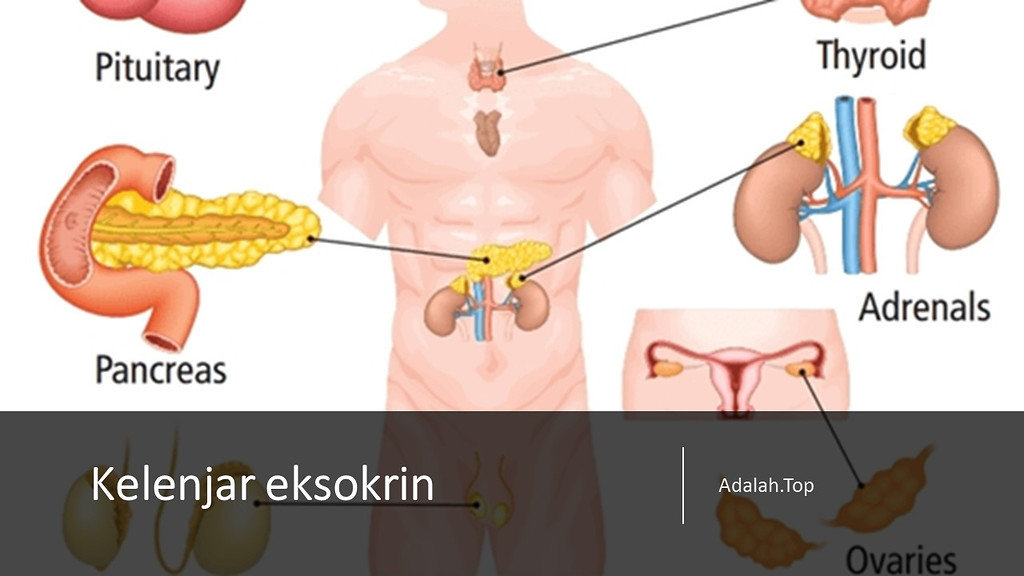 Apa Yangv Dimaksud Dengan Eksokrin Biologi Dictio Community 2625