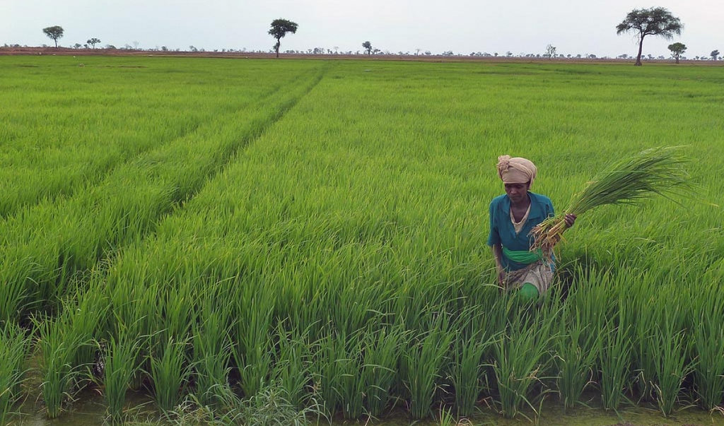 Apa Yang Dimaksud Dengan Ecoagriculture Ilmu Pertanian Dictio