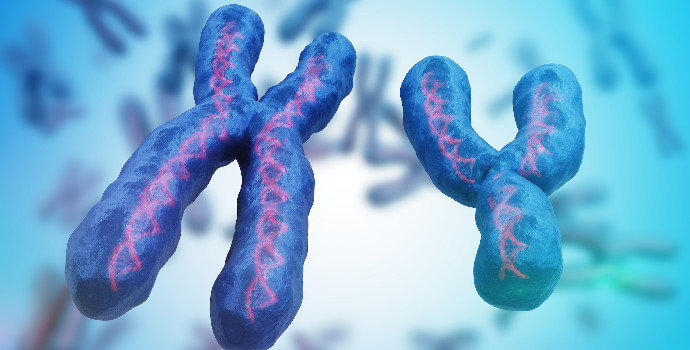 Apa Yang Dimaksud Dengan Kromoson Seks Biologi Dictio Community