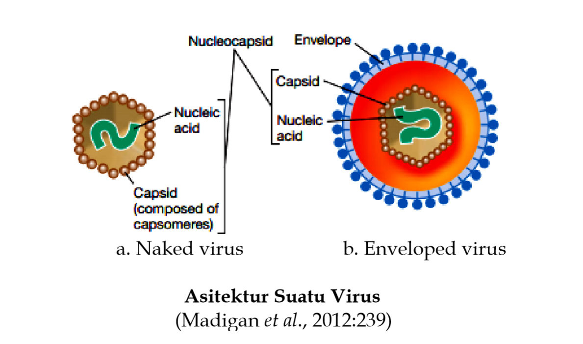 Apakah Semua Virus Mempunyai Struktur Tubuh Yang Sama - Ruang Soal