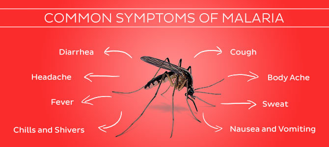 Apa Saja Jenis Plasmodium Penyebab Malaria Dan Apa Perbedaan Gejala Demamnya Ilmu Kedokteran Dictio Community