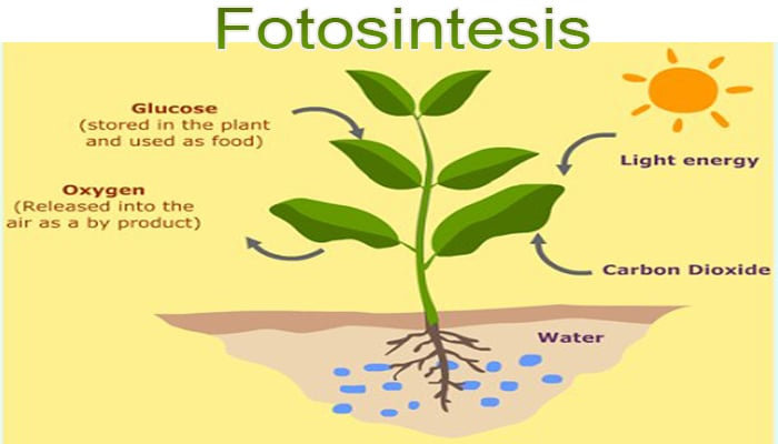 Proses fotosintesis di daun berlangsung efektif pada jaringan