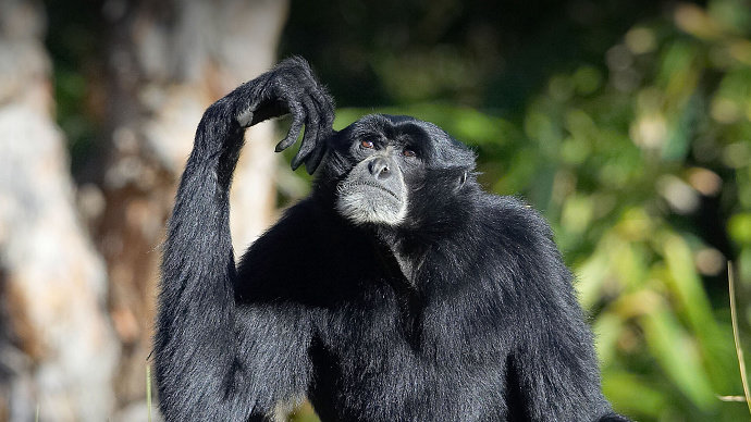 Siamang