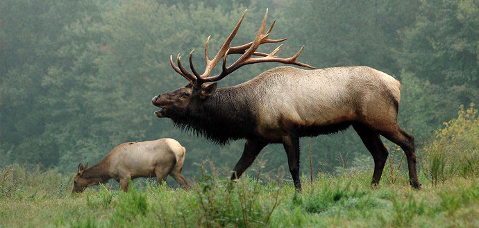 Rusa Elk