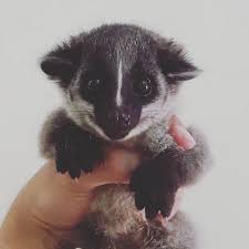 musang akar