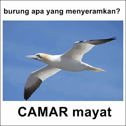 Meme tebak tebakan seputar hewan Humor Dictio munity