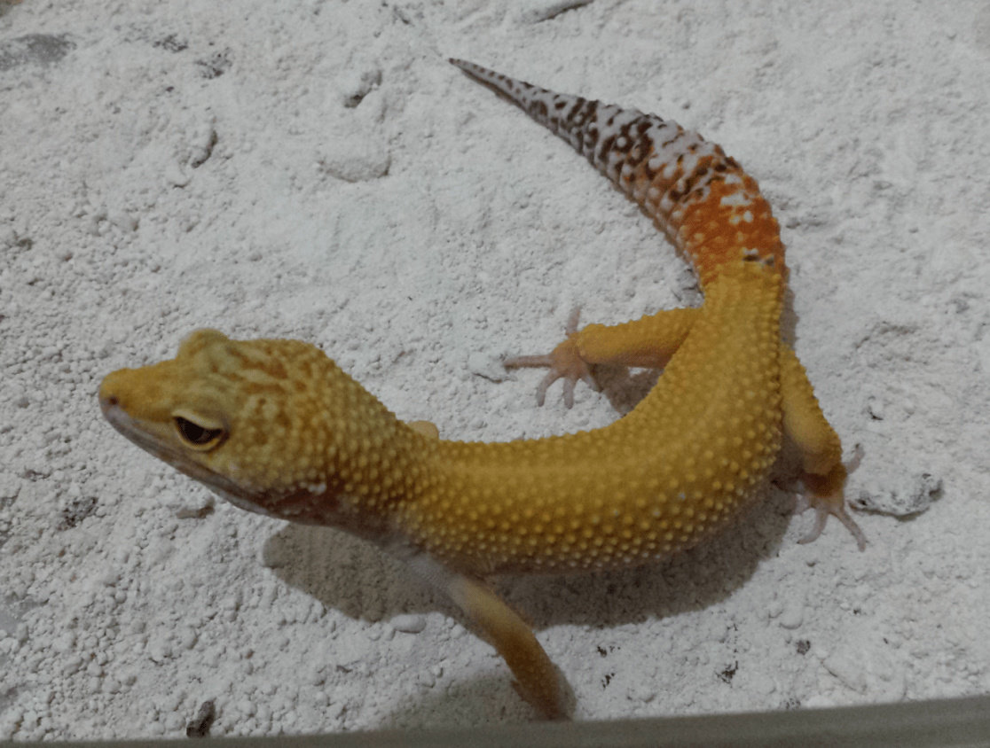 39++ Hewan reptil gecko update 