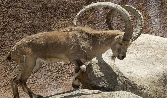 Kambing Gunung