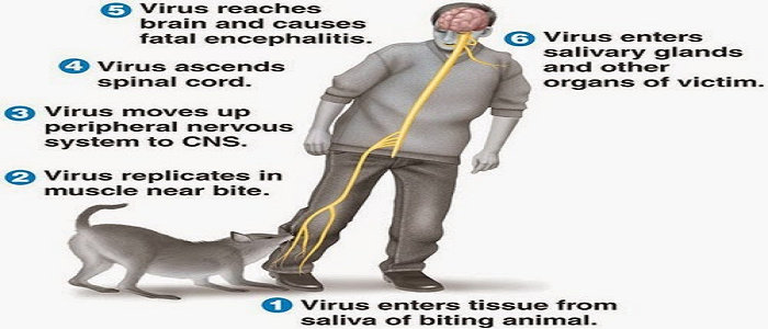 Apa yang dimaksud dengan Rabies ? - Ilmu Kedokteran - Dictio Community