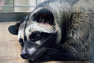 musang pan