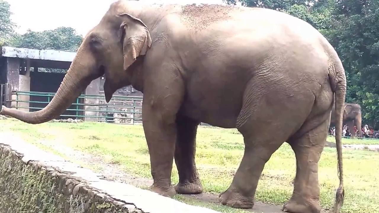 Bagaimana hubungan antara infeksi parasit gastrointestinal 