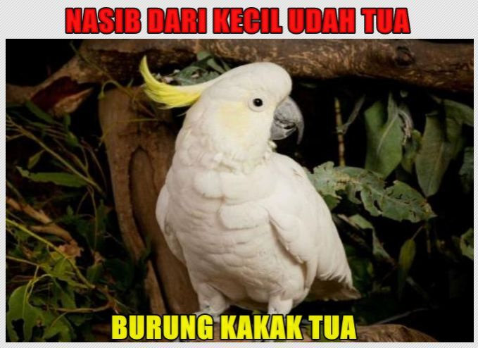 Meme Tebakan Plesetan Nama Hewan Paling Kocak Humor