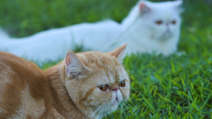 Bolehkah Kucing Persia Makan Ikan Hewan Peliharaan Dictio