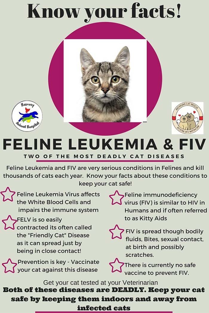 Image result for feline leukemia virus kucing"