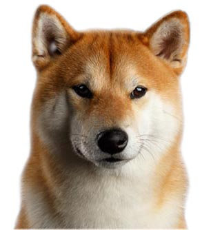 50++ Shiba inu anjing akita update