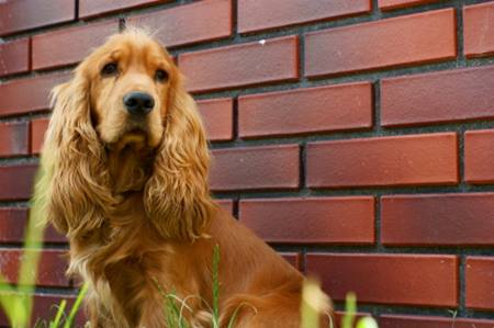 Penampilan Fisik English Cocker Spaniel Hewan Peliharaan Dictio Community