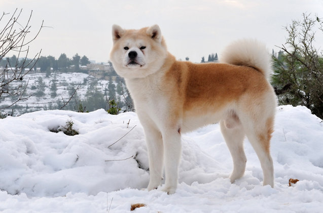 akita1